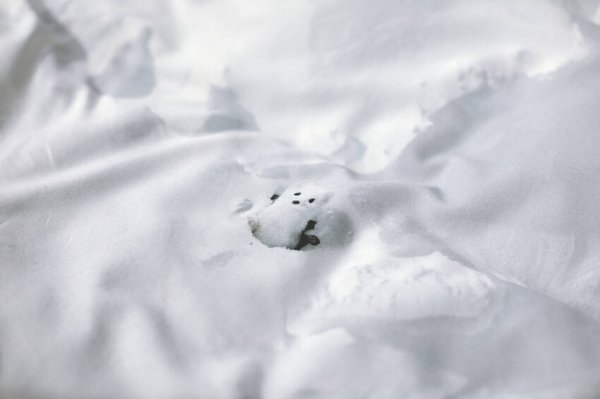 Fitted Sheet `Snow`